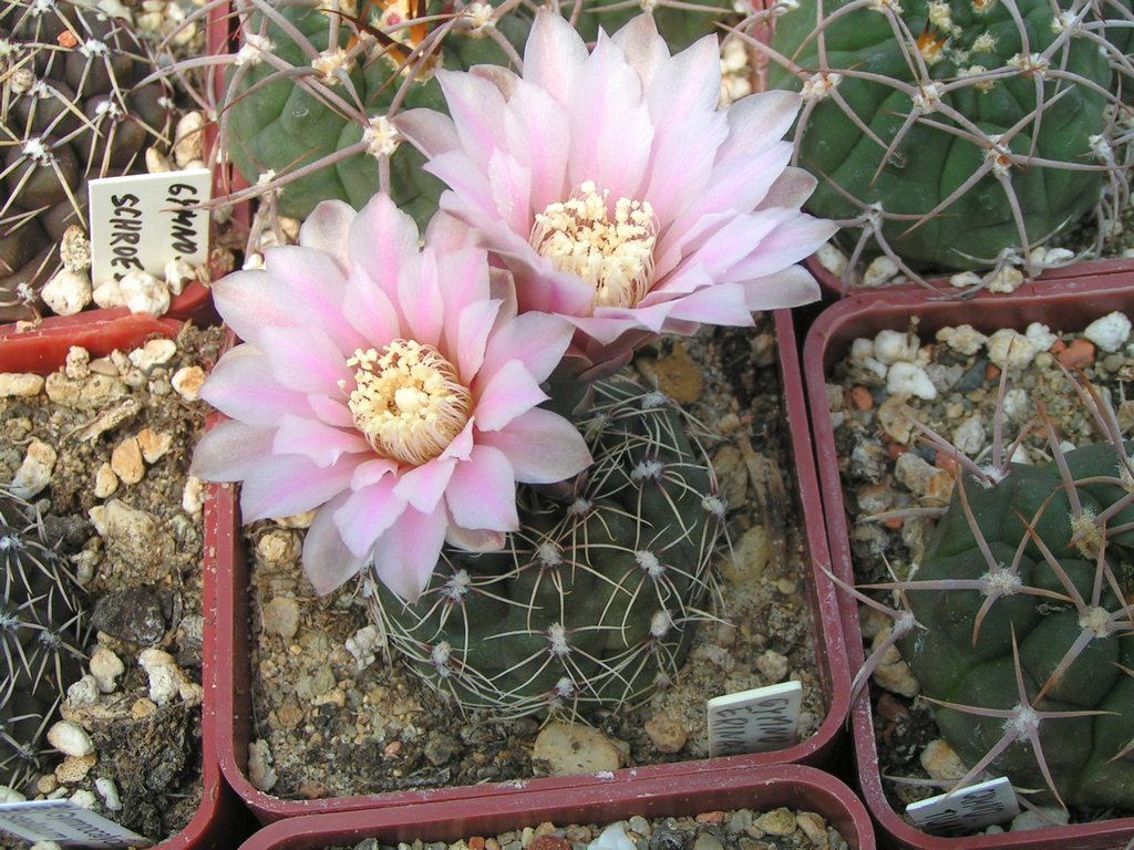 Gymnocalycium erinaceum vpaucisquamosum VS 146